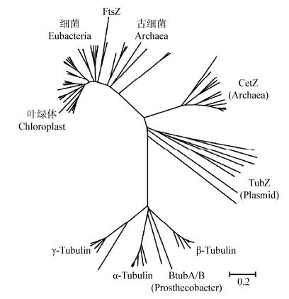 原核生物微管蛋白家族研究进展