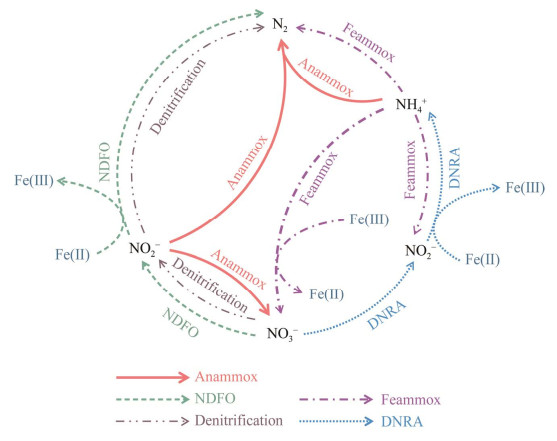 铁矿物强化厌氧氨氧化效能及其微生物机制研究进展